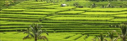 Rice Terraces - Bali (PBH4 00 16638)